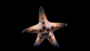 Chocolate Chip Starfish