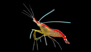 Cleaner Shrimp