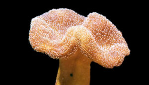 Leather Coral