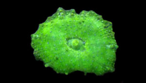 Mushroom Coral