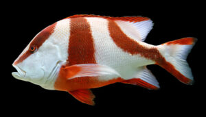Emperor Red Snapper