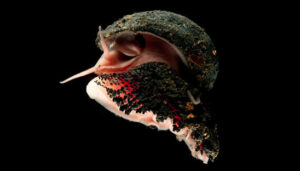 Sea Snail