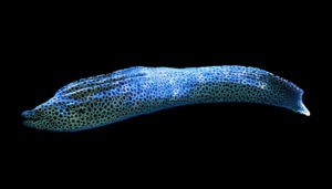 Tessalata Eel