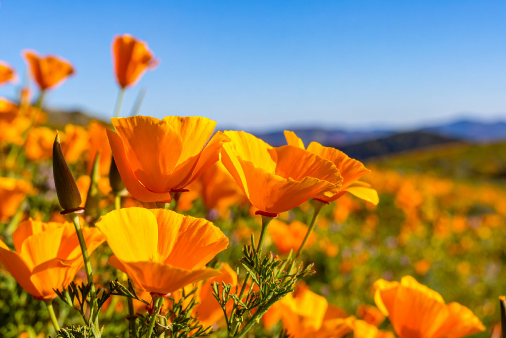 Bright orange California poppies blooming in a sunlit field