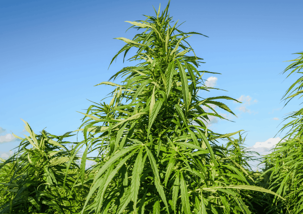 Tall green cannabis plants growing outdoors beneath a blue sky