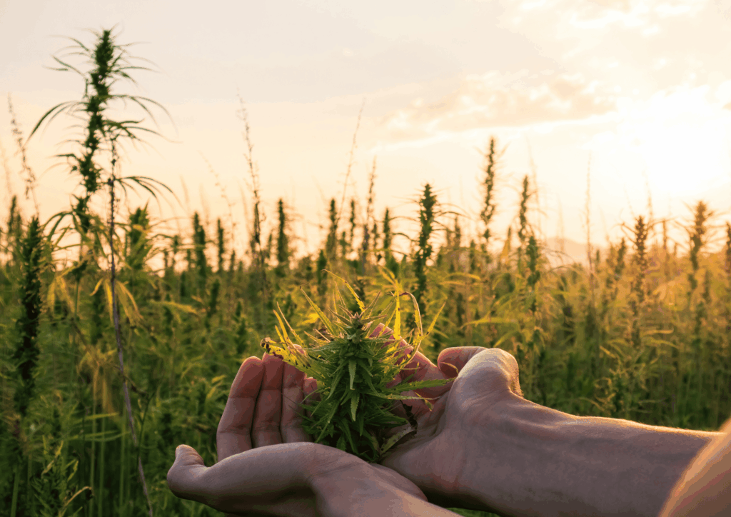 Hands holding a freshly harvested cannabis flower in an outdoor cannabis field at sunset