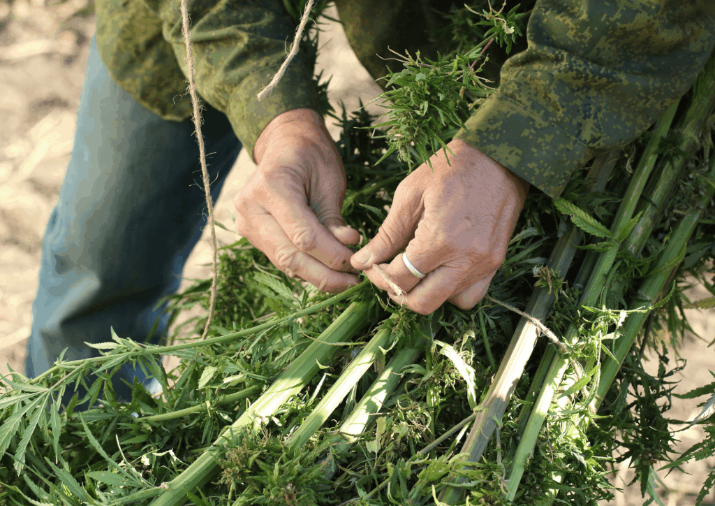 Person tying together freshly cut cannabis stalks after harvest