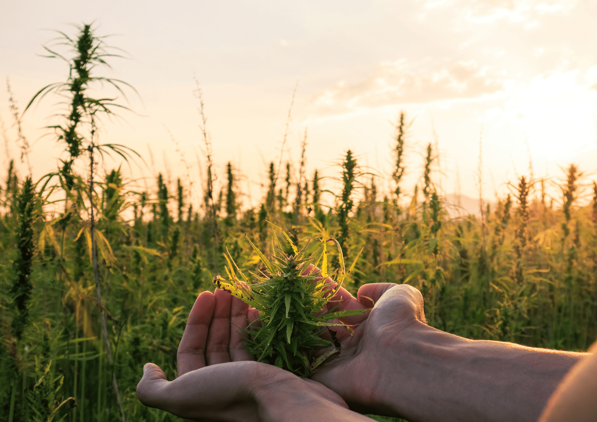 Hands holding a freshly harvested cannabis flower in an outdoor cannabis field at sunset